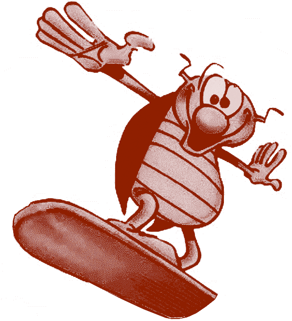 coccinelle